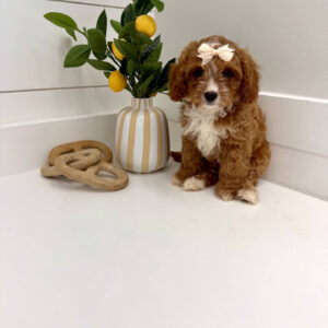 Peeps - F Cavapoo Puppy - BPPP Litter --_