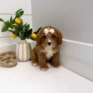Peeps - F Cavapoo Puppy - BPPP Litter --_