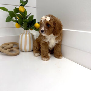 Peeps - F Cavapoo Puppy - BPPP Litter --_