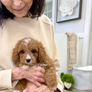 Peeps - F Cavapoo Puppy - BPPP Litter --_