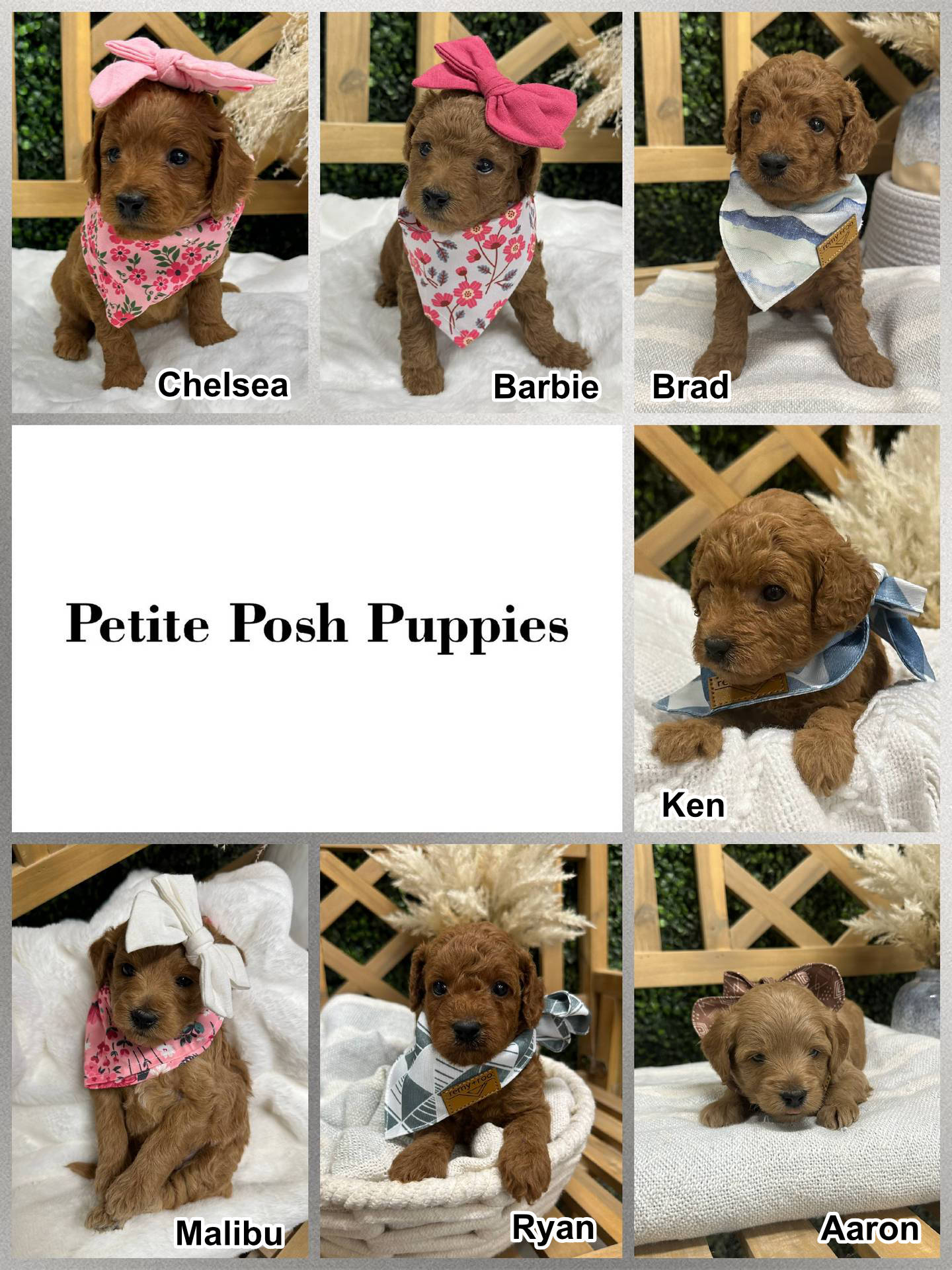 Petite Posh Puppies Becket & Skye August 2023 Litter named