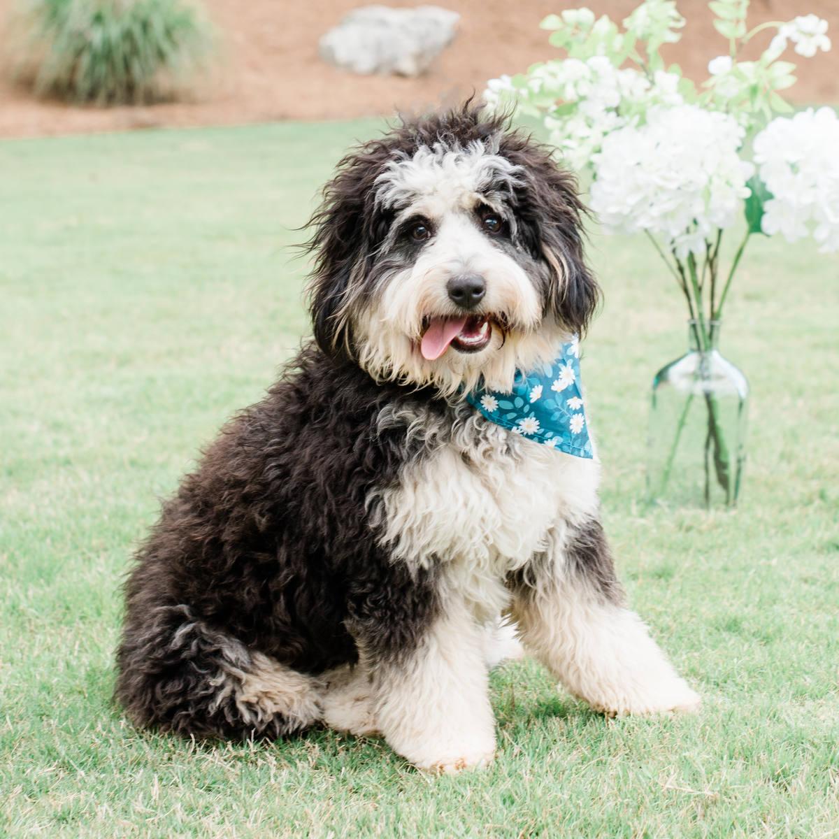 Petite Posh Puppies Bella F1 Bernedoodle