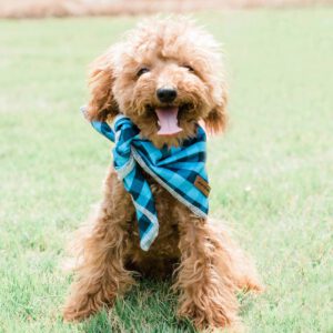 Petite Posh Puppies - Bowie - Red Toy Poodle