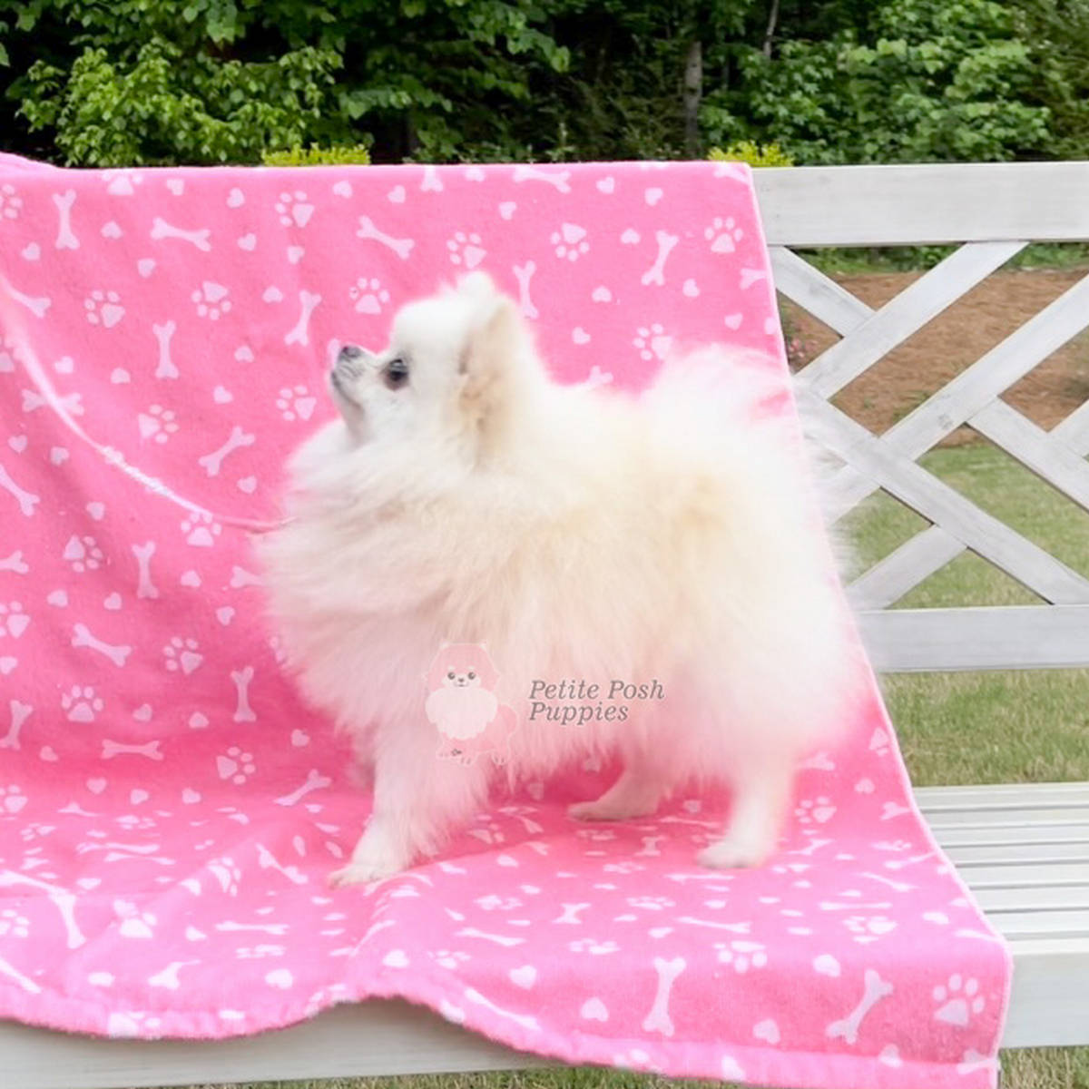 Petite Posh Puppies Chloe White Pomeranian