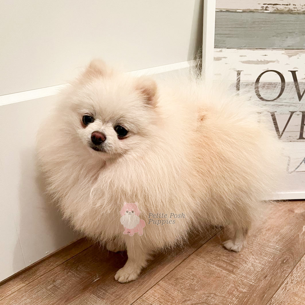 Petite Posh Puppies Minka Pomeranian 070922