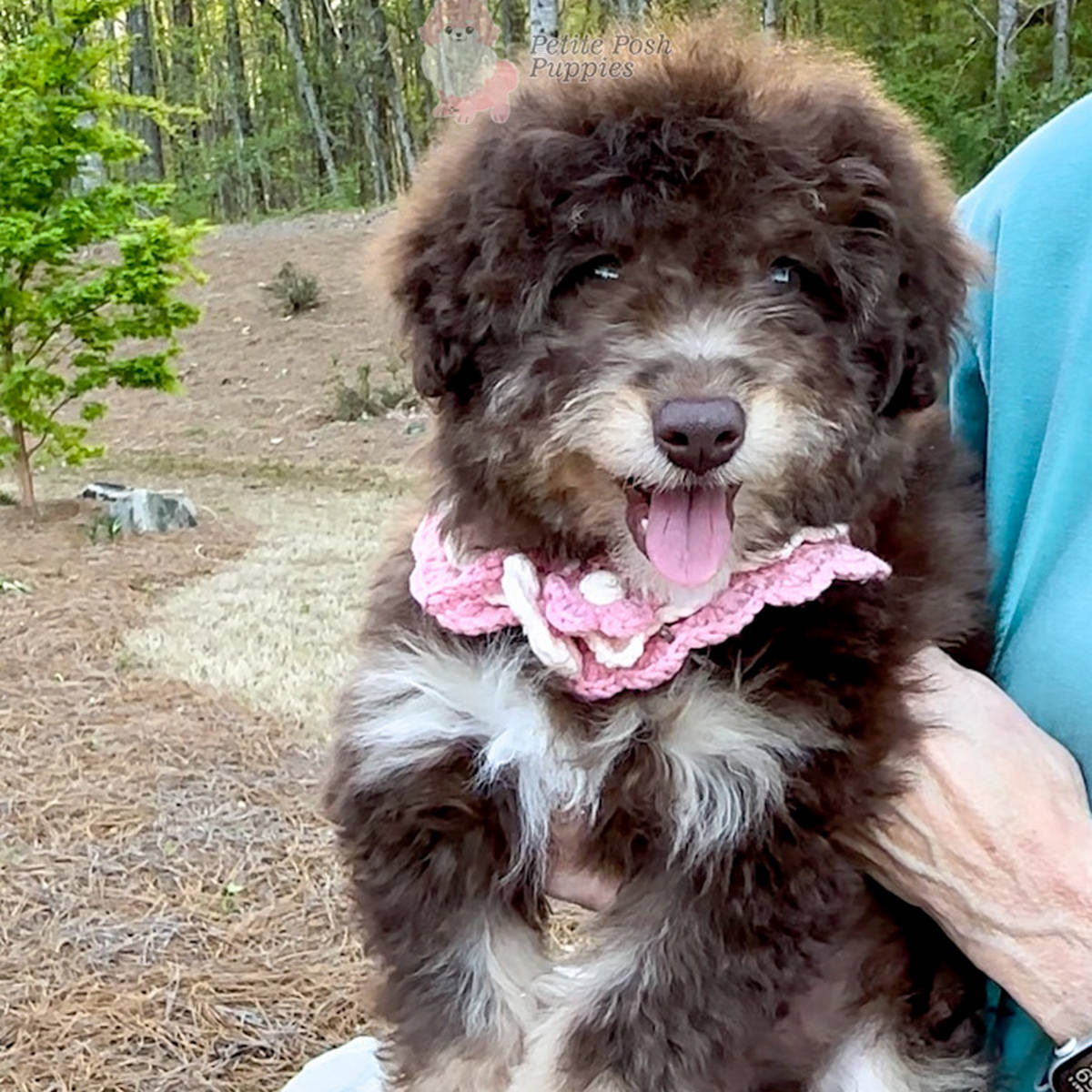 Petite-Posh-Puppies-Sandy-Female-Chocolate-Tri-colored-FB-Mini-Bernedoodle-with-green-eyes_SQ