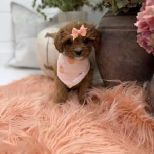 Phoebe - F Cavapoo Puppy - Litter --_