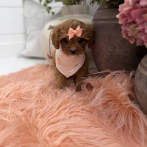 Phoebe - F Cavapoo Puppy - Litter --_