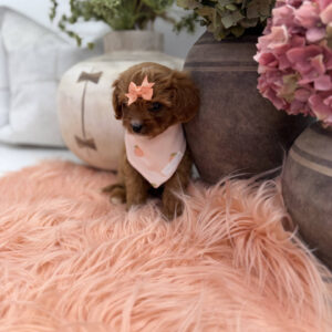 Phoebe - F Cavapoo Puppy - Litter --_