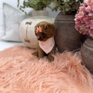 Phoebe - F Cavapoo Puppy - Litter --_