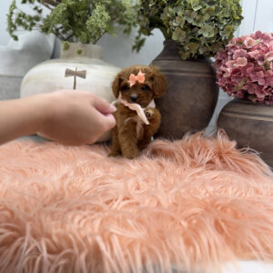 Phoebe - F Cavapoo Puppy - Litter --_