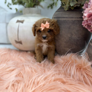Phoebe - F Cavapoo Puppy - Litter --_