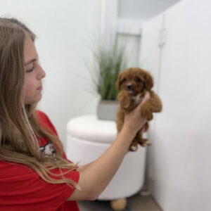 Phoebe - F Cavapoo Puppy - Litter --_