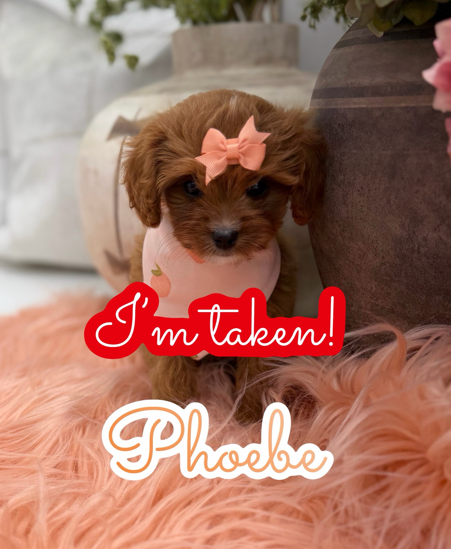 Phoebe - F Cavapoo Puppy - Litter --_Forever Home in Lafayette- LA