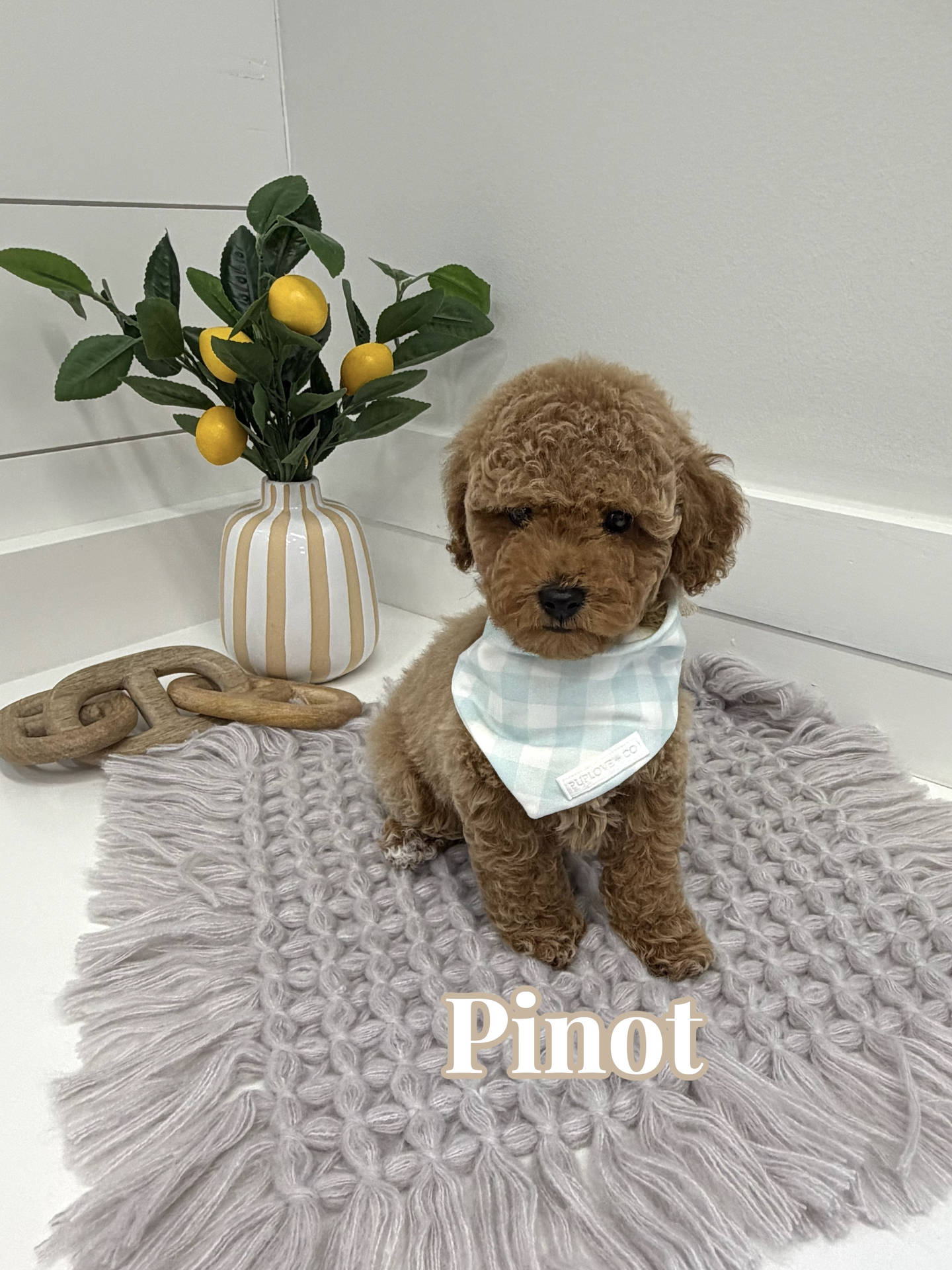 Pinot - Toy Mini Goldendoodle Puppy - PPP Litter --_
