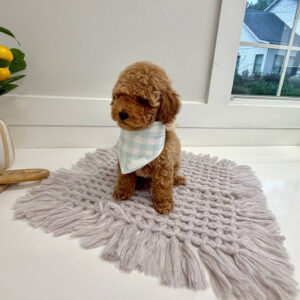 Pinot - Toy Mini Goldendoodle Puppy - PPP Litter --_