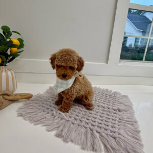 Pinot - Toy Mini Goldendoodle Puppy - PPP Litter --_