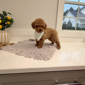 Pinot - Toy Mini Goldendoodle Puppy - PPP Litter --_