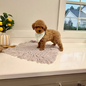 Pinot - Toy Mini Goldendoodle Puppy - PPP Litter --_