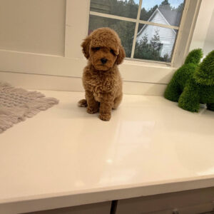 Pinot - Toy Mini Goldendoodle Puppy - PPP Litter --_