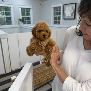 Pinot - Toy Mini Goldendoodle Puppy - PPP Litter --_