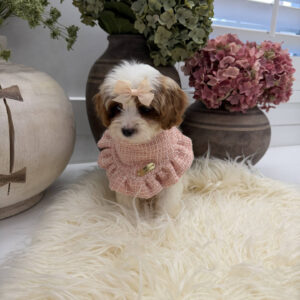 Piper - F Cavapoo Puppy - Litter --_