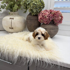 Piper - F Cavapoo Puppy - Litter --_