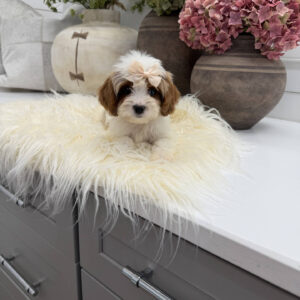 Piper - F Cavapoo Puppy - Litter --_