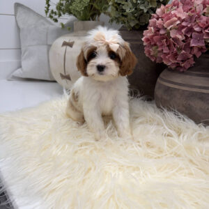 Piper - F Cavapoo Puppy - Litter --_