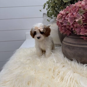 Piper - F Cavapoo Puppy - Litter --_