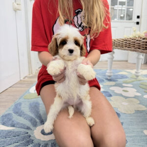 Piper - F Cavapoo Puppy - Litter --_