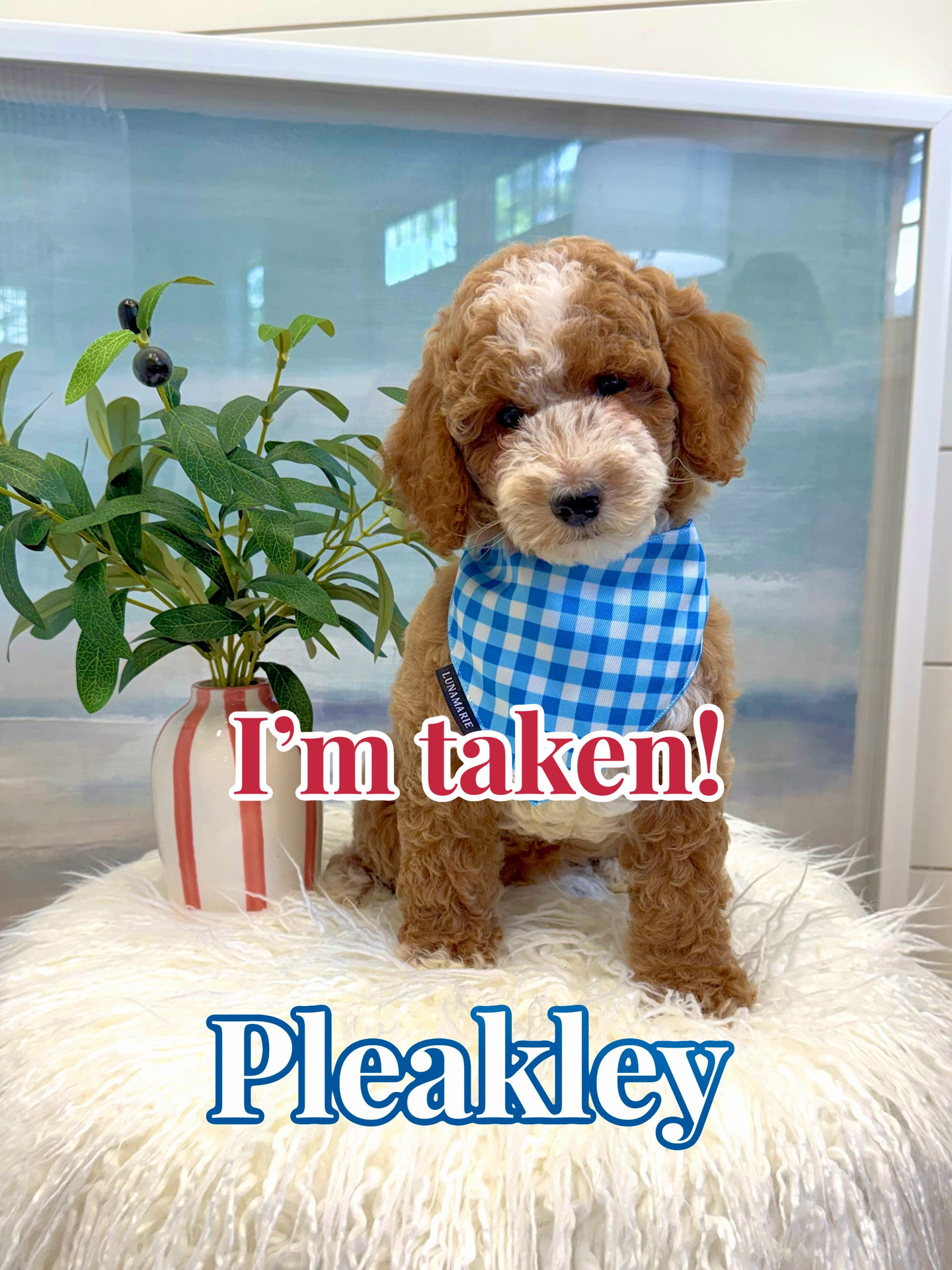 Pleakley - FBB Cavapoo Puppy - BPPP Litter -- - Forever Home in Schererville- IN