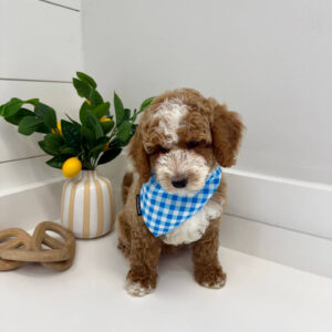Pleakley - FBB Cavapoo Puppy - BPPP Litter --_