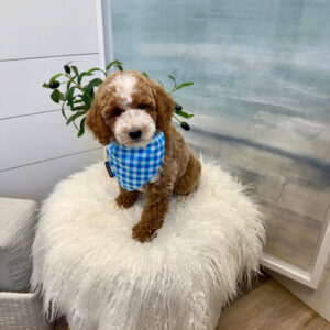 Pleakley - FBB Cavapoo Puppy - BPPP Litter --_