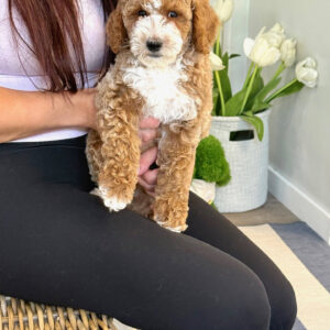 Pleakley - FBB Cavapoo Puppy - BPPP Litter --_