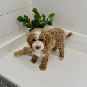 Pleakley - FBB Cavapoo Puppy - BPPP Litter --_