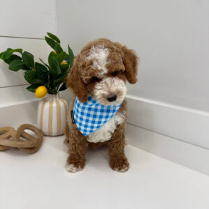 Pleakley - FBB Cavapoo Puppy - BPPP Litter --_