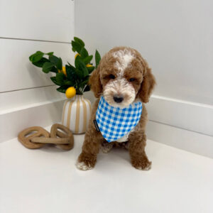 Pleakley - FBB Cavapoo Puppy - BPPP Litter --_