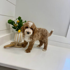 Pleakley - FBB Cavapoo Puppy - BPPP Litter --_