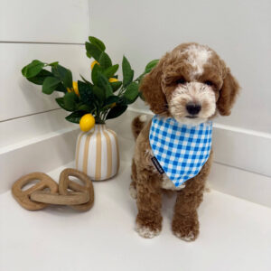 Pleakley - FBB Cavapoo Puppy - BPPP Litter --_