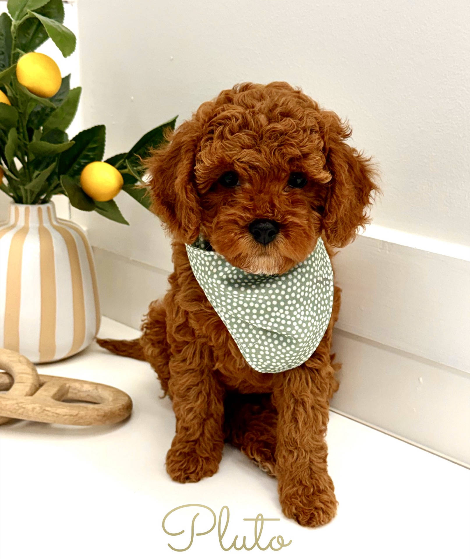 Pluto - FB Cavapoo Puppy - PPP Litter --_