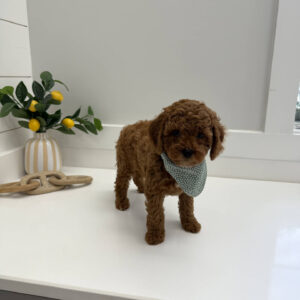 Pluto - FB Cavapoo Puppy - PPP Litter --_
