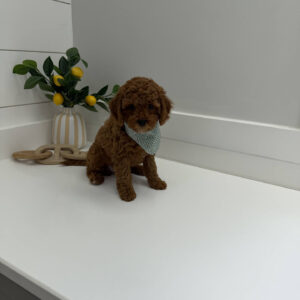 Pluto - FB Cavapoo Puppy - PPP Litter --_