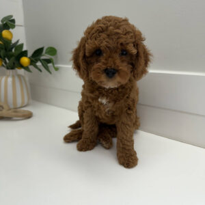 Pluto - FB Cavapoo Puppy - PPP Litter --_