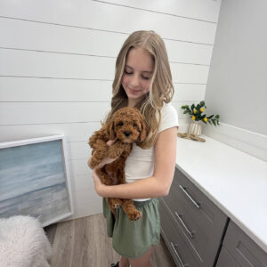 Pluto - FB Cavapoo Puppy - PPP Litter --_