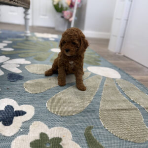 Pluto - FB Cavapoo Puppy - PPP Litter --_
