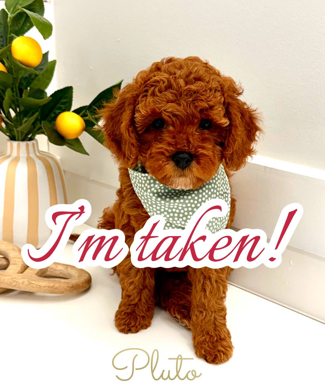 Pluto - FB Cavapoo Puppy - PPP Litter --_Forever Home in Mills River- NC