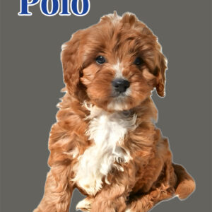 Polo - Teddy Bear Red & White Male F Cavapoo - Boutique Petite Posh Puppies