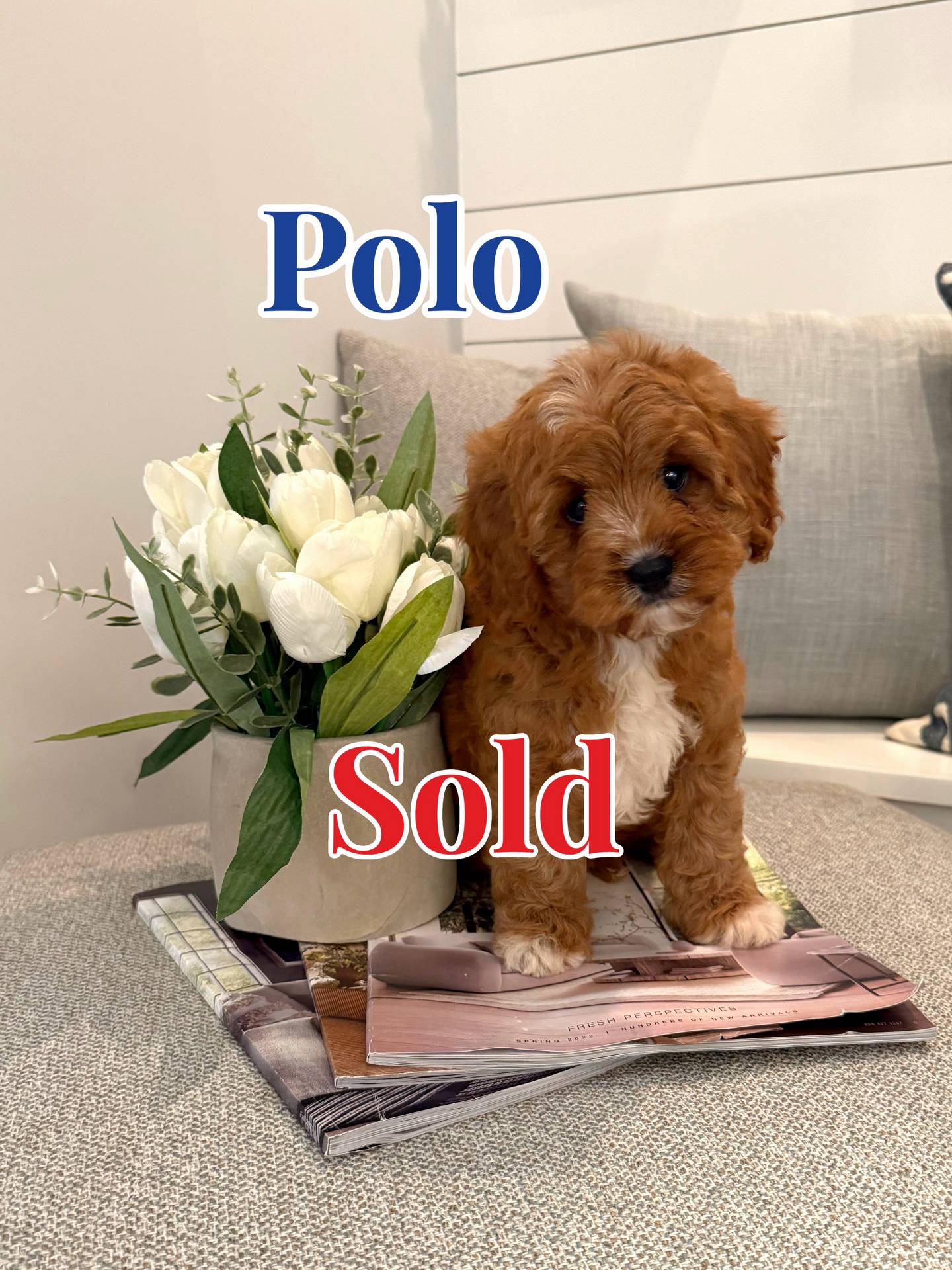 Polo - Teddy Bear Red & White Male F Cavapoo - Boutique Petite Posh Puppies - Forever Home in Bradenton- FL