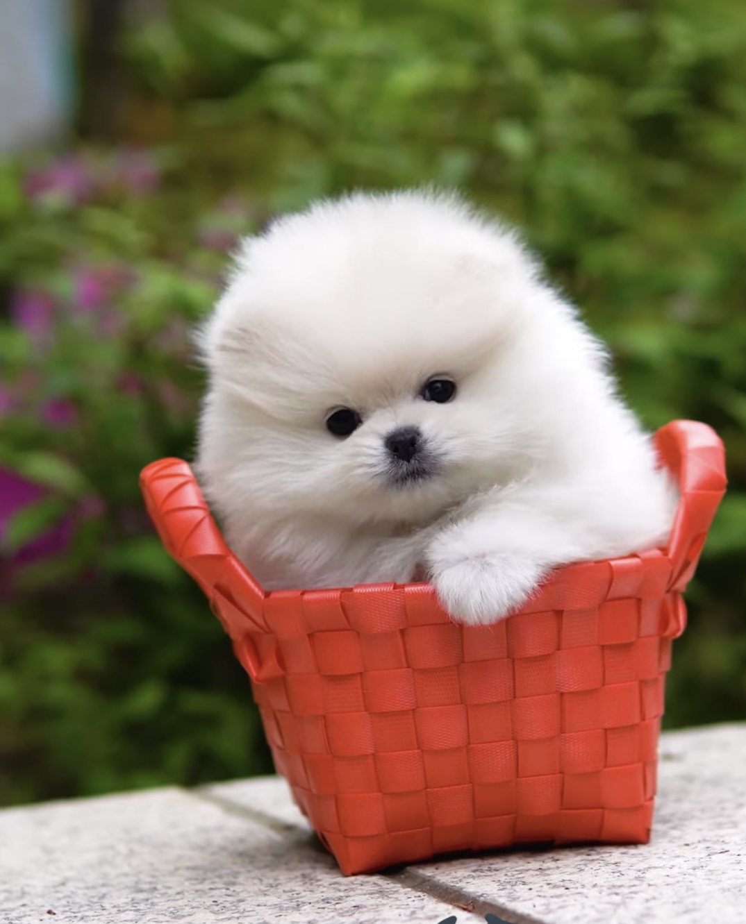 Pom Breeder Petite Posh Puppies Atlanta GA